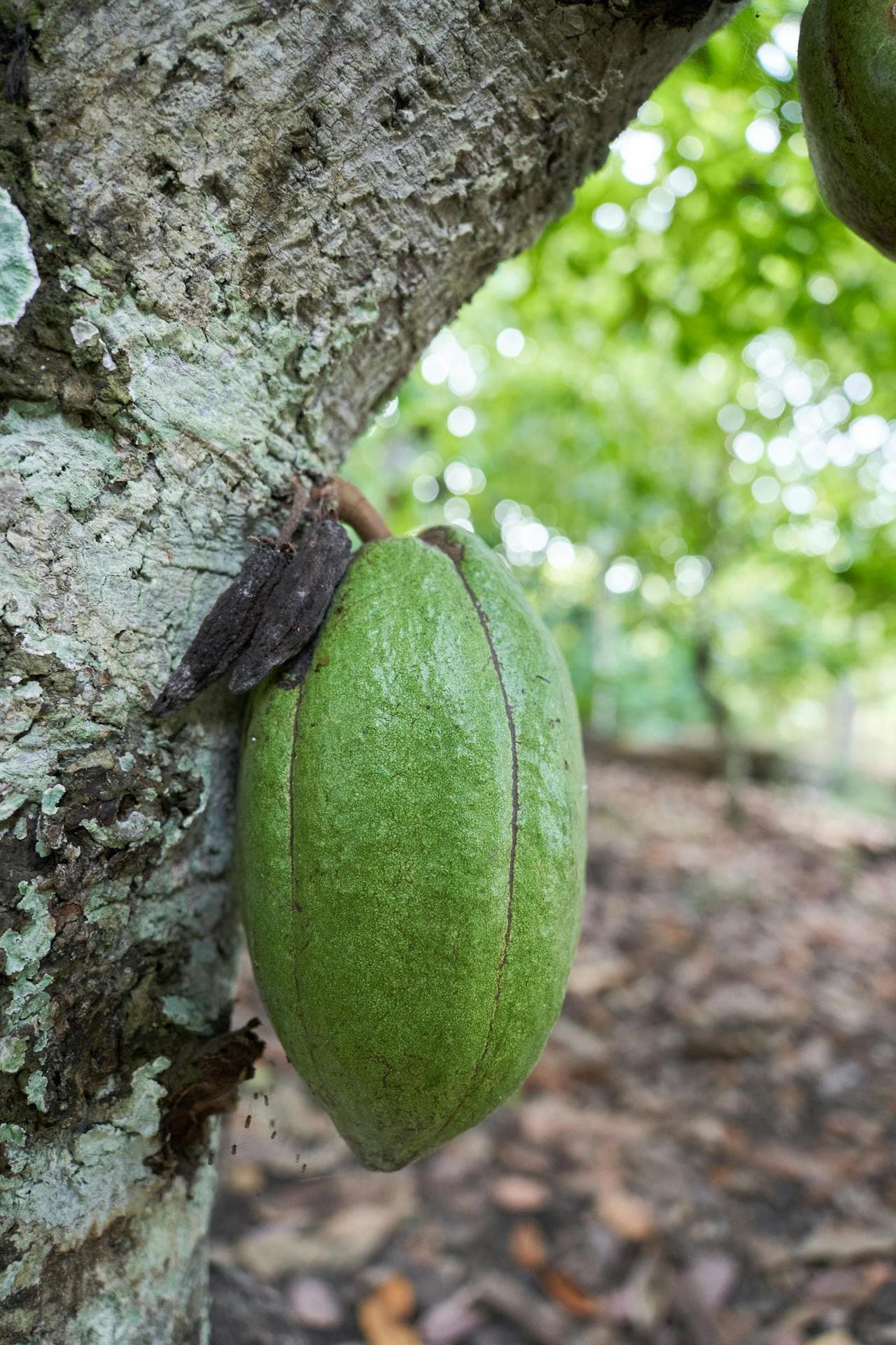 Cacao