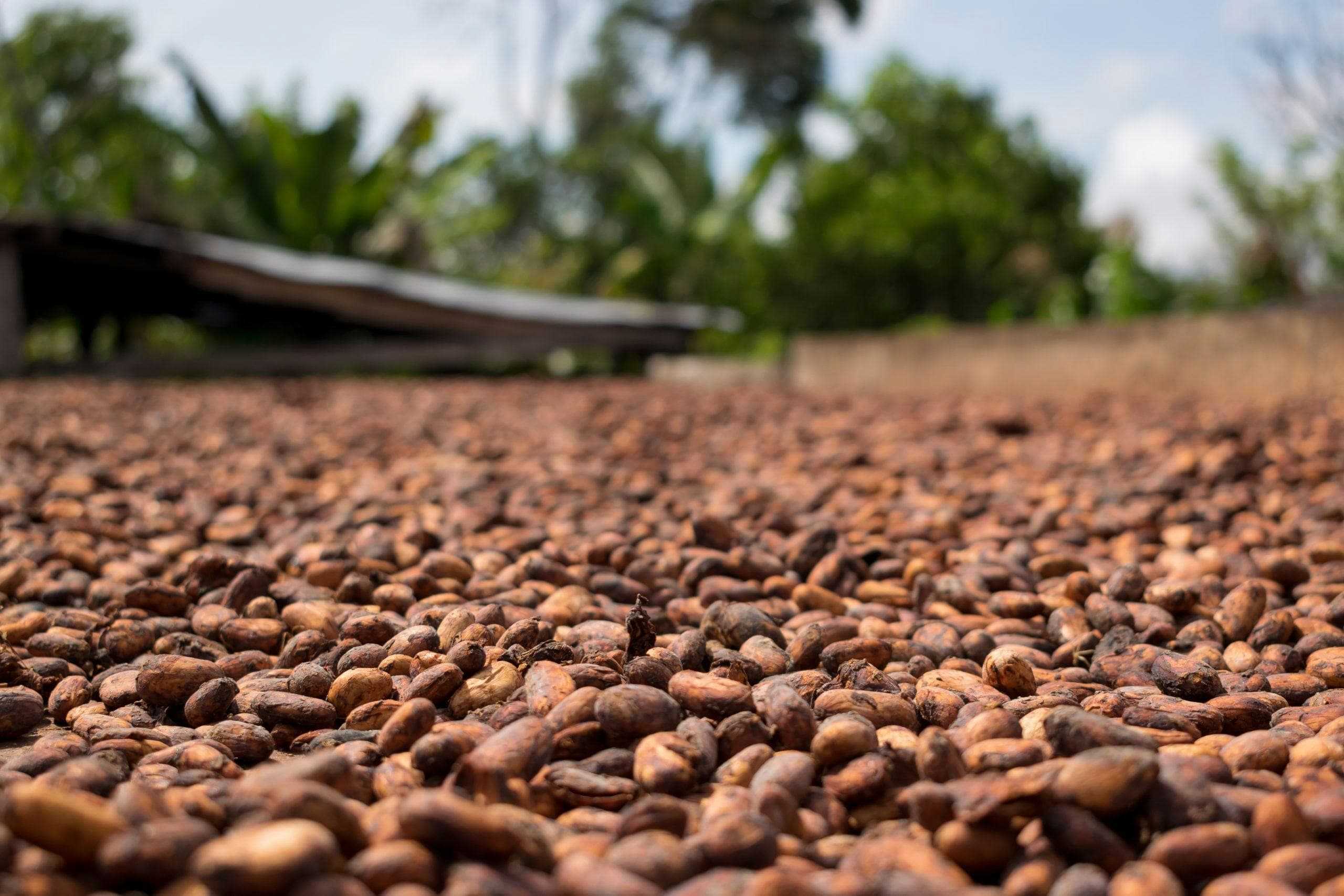 Premium cacao beans with rich brown color