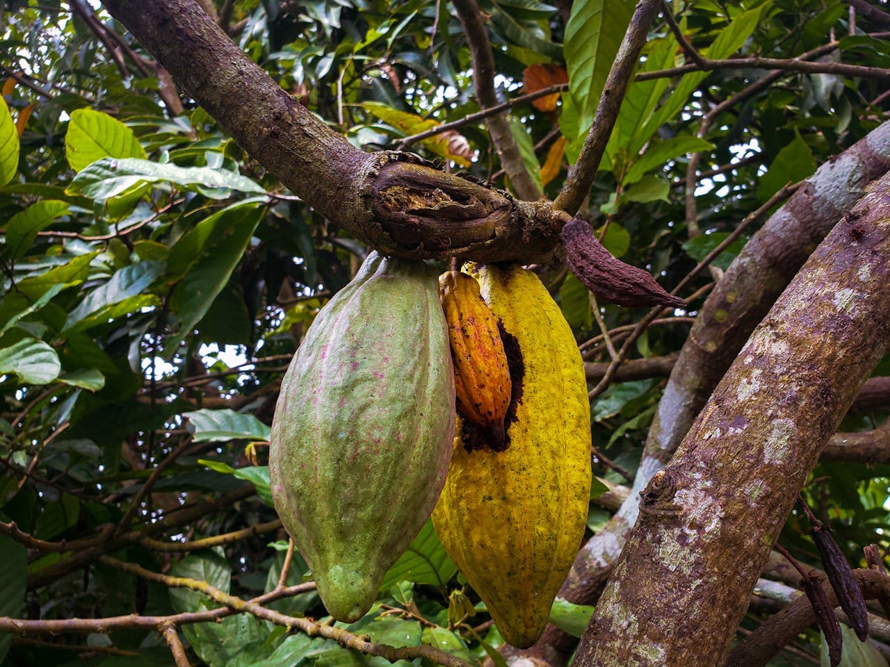 Premium Cacao Beans